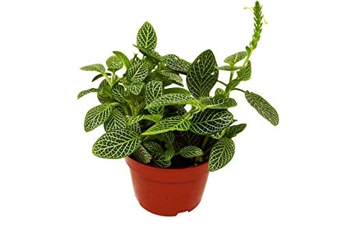 Fittonia 'White Nerve Plant' 4" potted plant