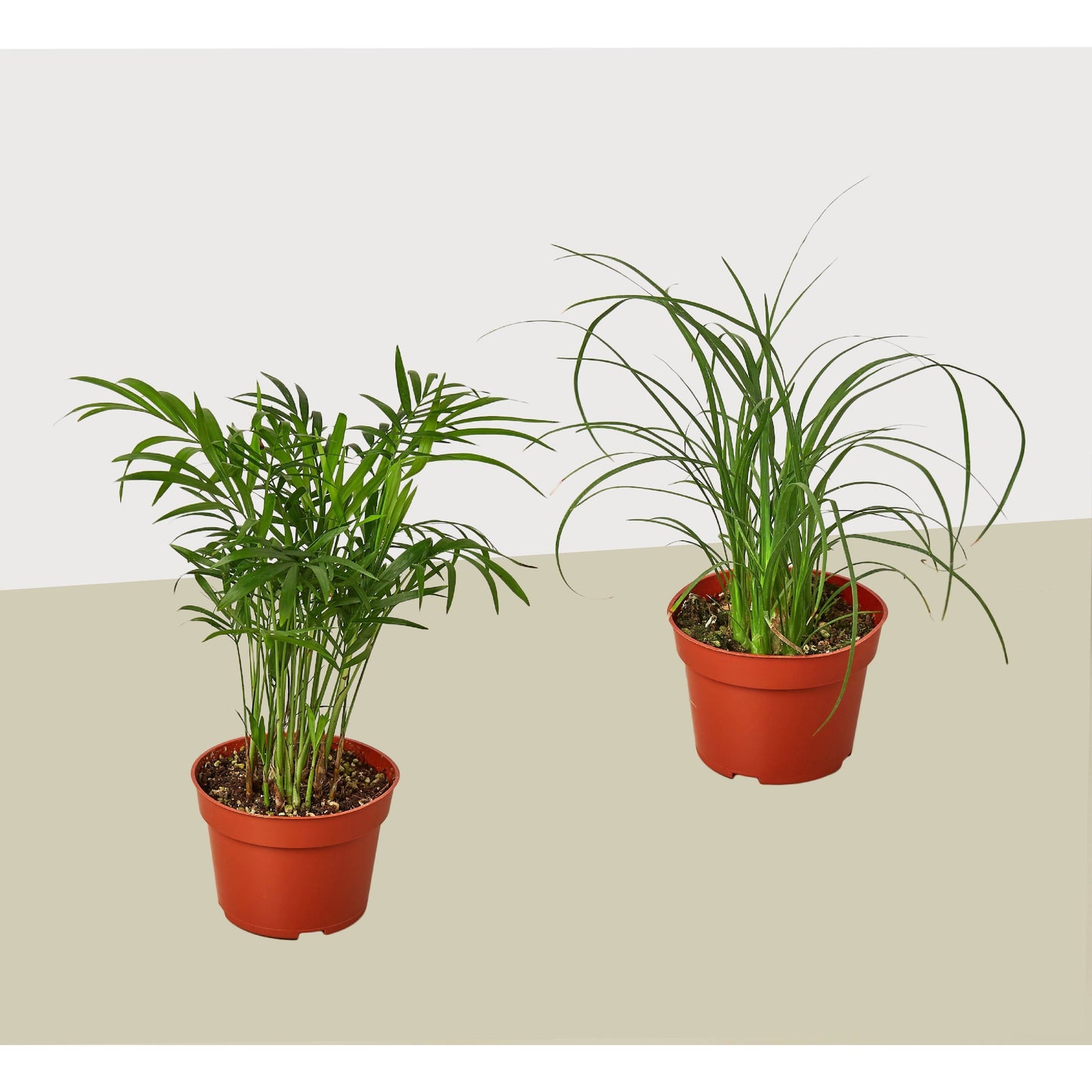 2 Palm Variety Pack / 4" Pots / Live Plant / House Plant 4" potted plant