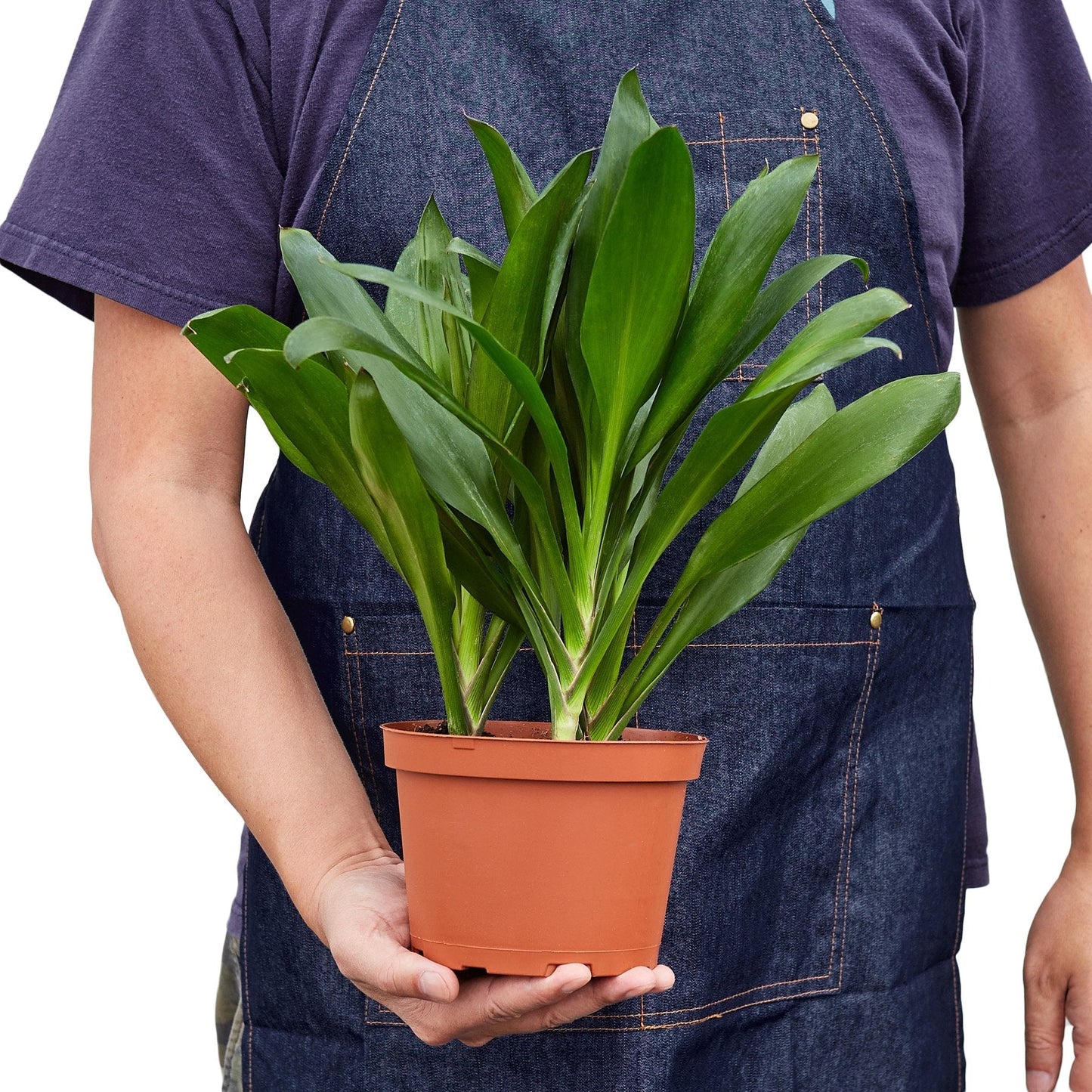 Cordyline Glauca potted plant
