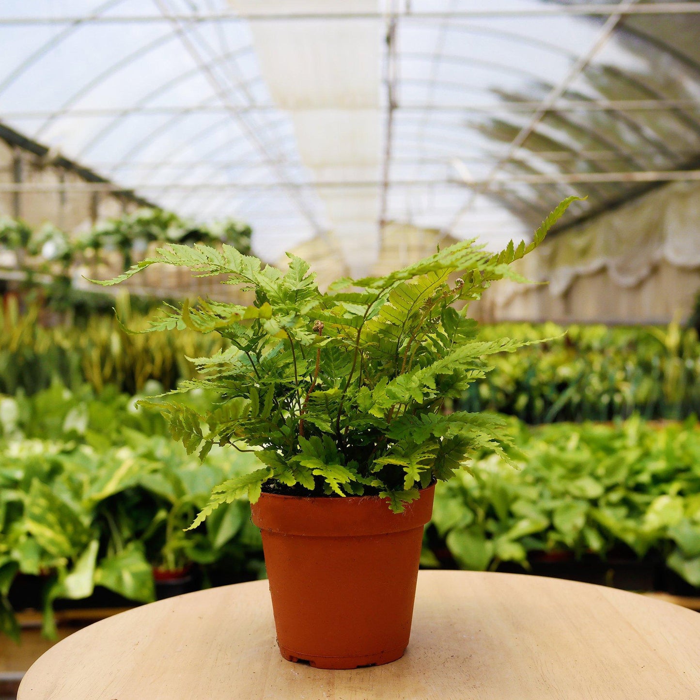 1 Pet Friendly Monthly Subscription Box 4" potted plant