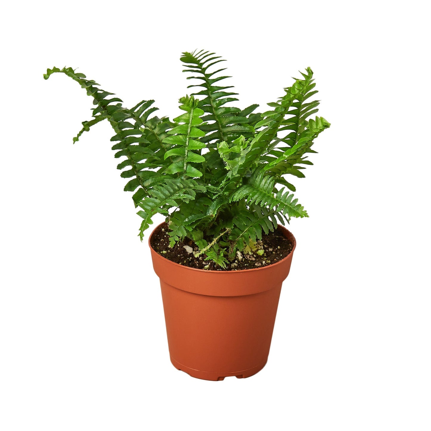 Jester's Crown Fern 4" potted plant