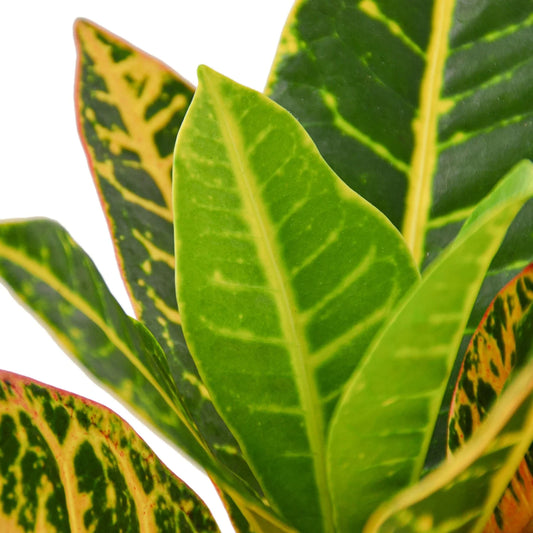 Croton Petra 'Joseph's Coat' potted plant