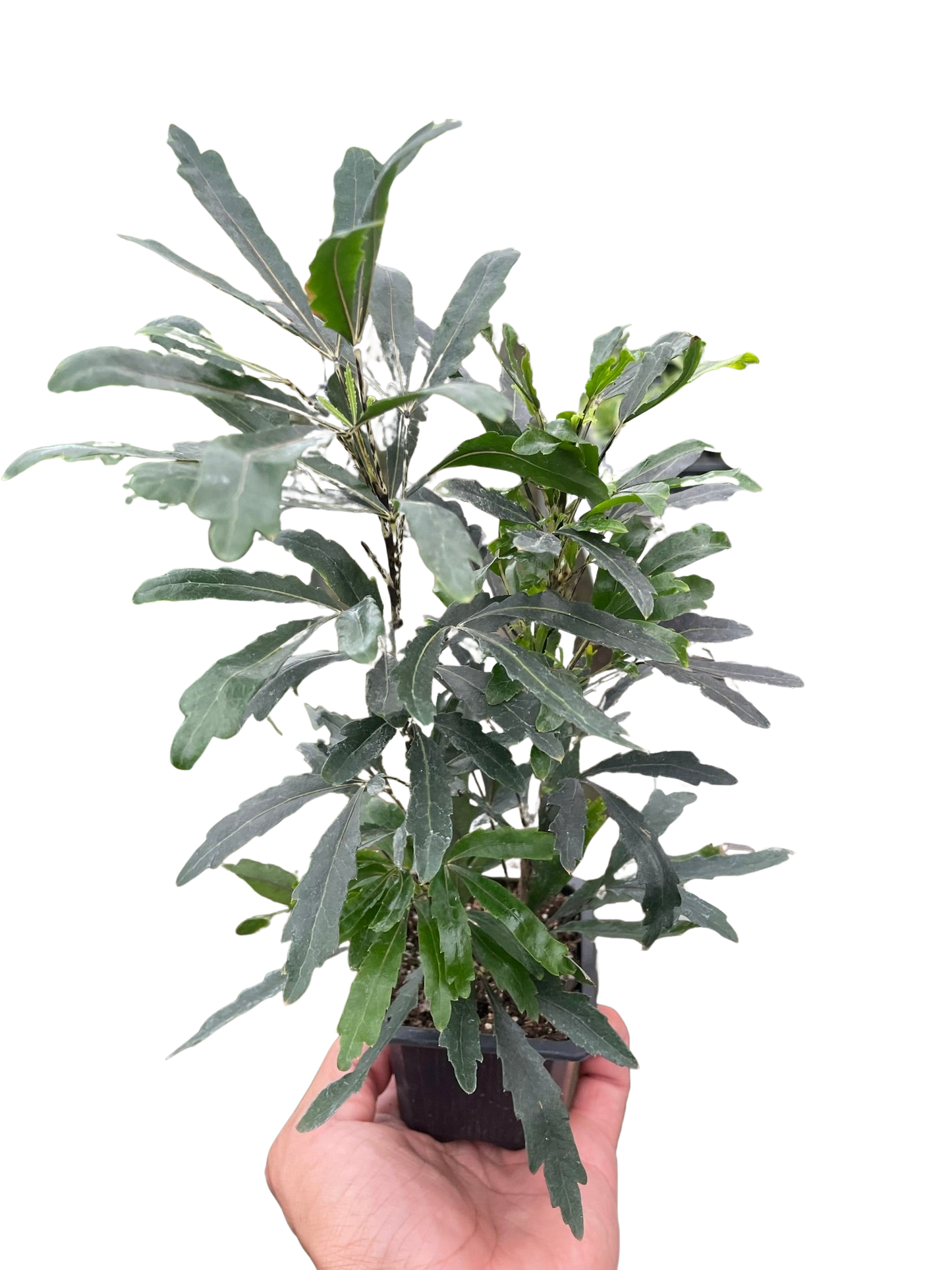 Aralia 'Green' potted plant