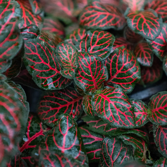 Fittonia 'Red' potted plant