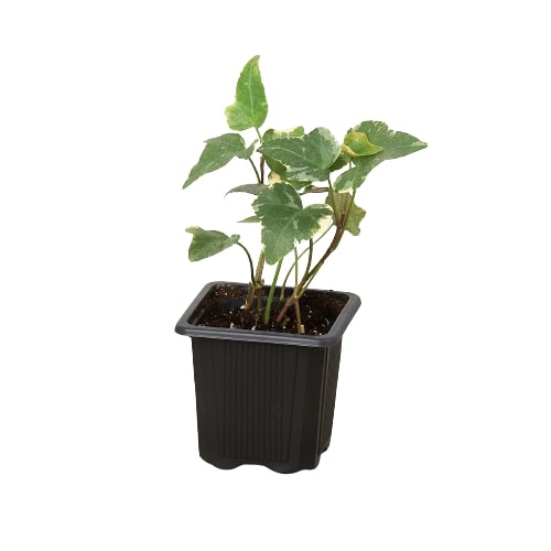 English Ivy 'Glacier' potted plant