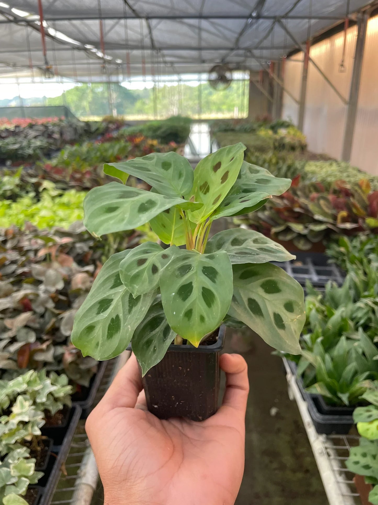 Maranta 'Leuconeura' 4" potted plant