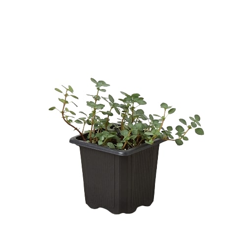 Nettle 'Silver Sparkle' potted plant
