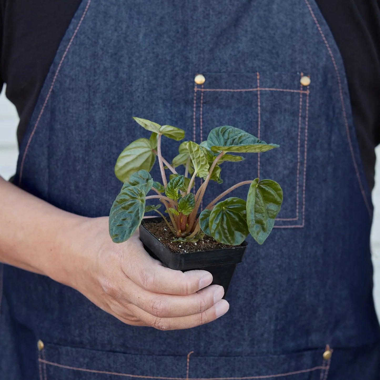 Peperomia 'Ripple' 4" potted plant