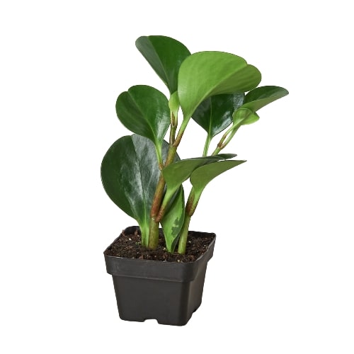 Peperomia Thailand potted plant
