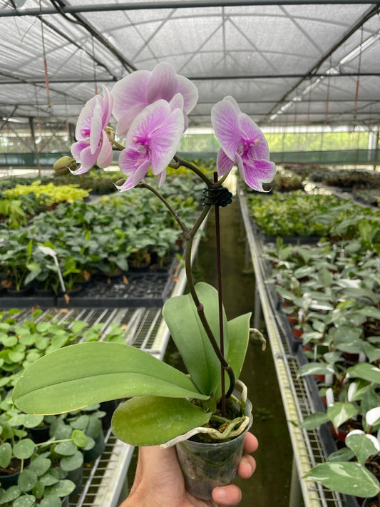 Orchid 'Light Pink Phalaenopsis' potted plant
