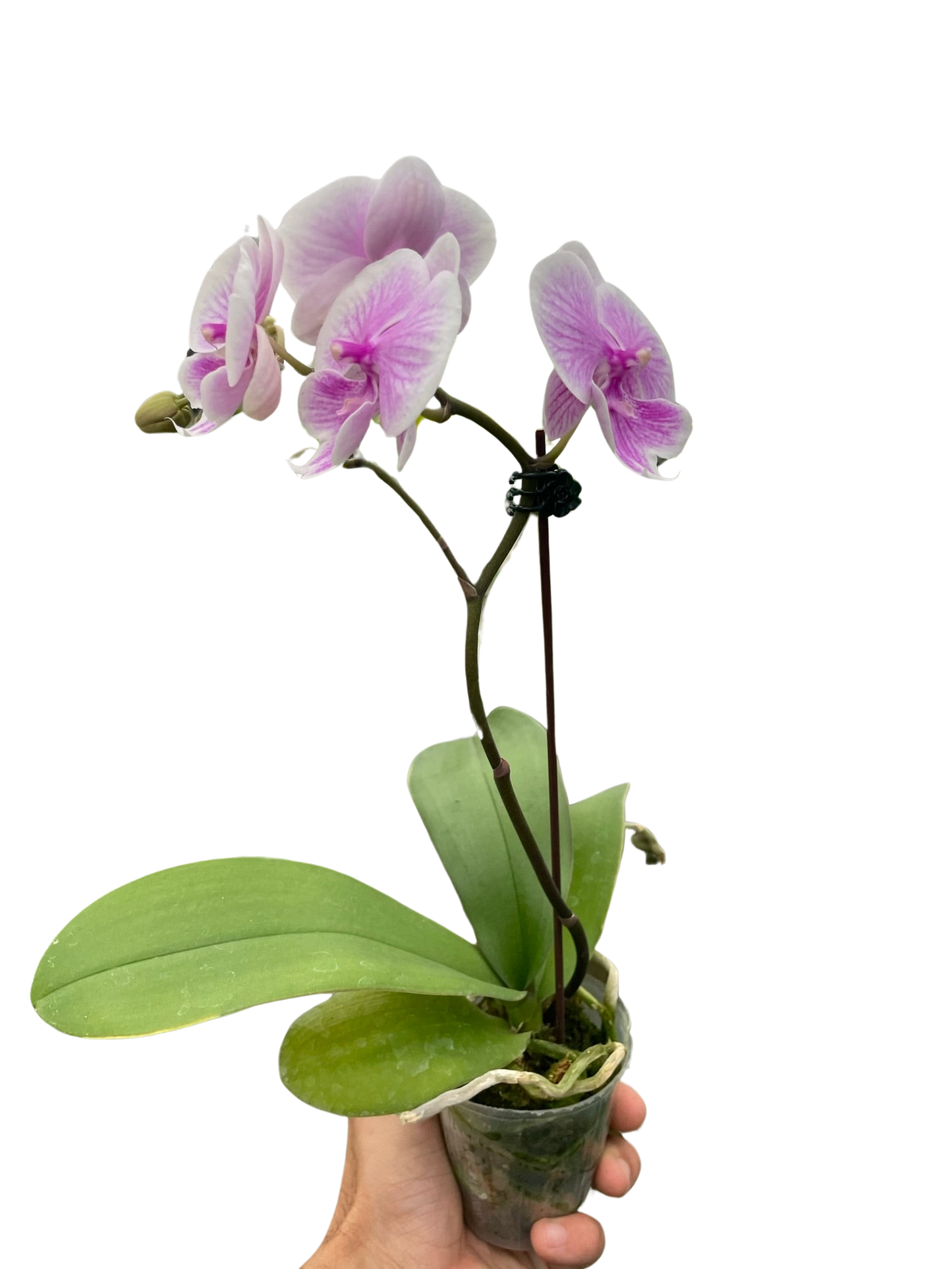 Orchid 'Light Pink Phalaenopsis' potted plant