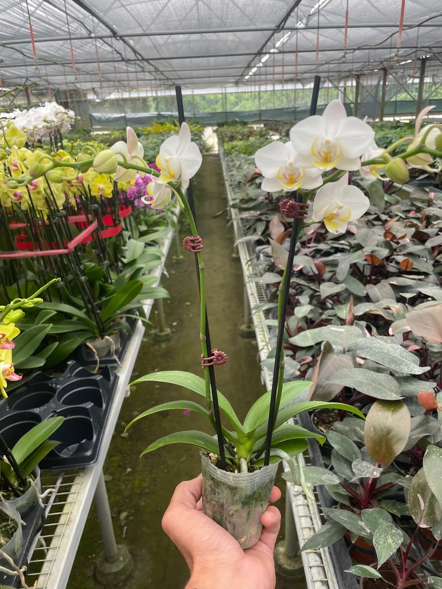 Orchid 'White Phalaenopsis' potted plant