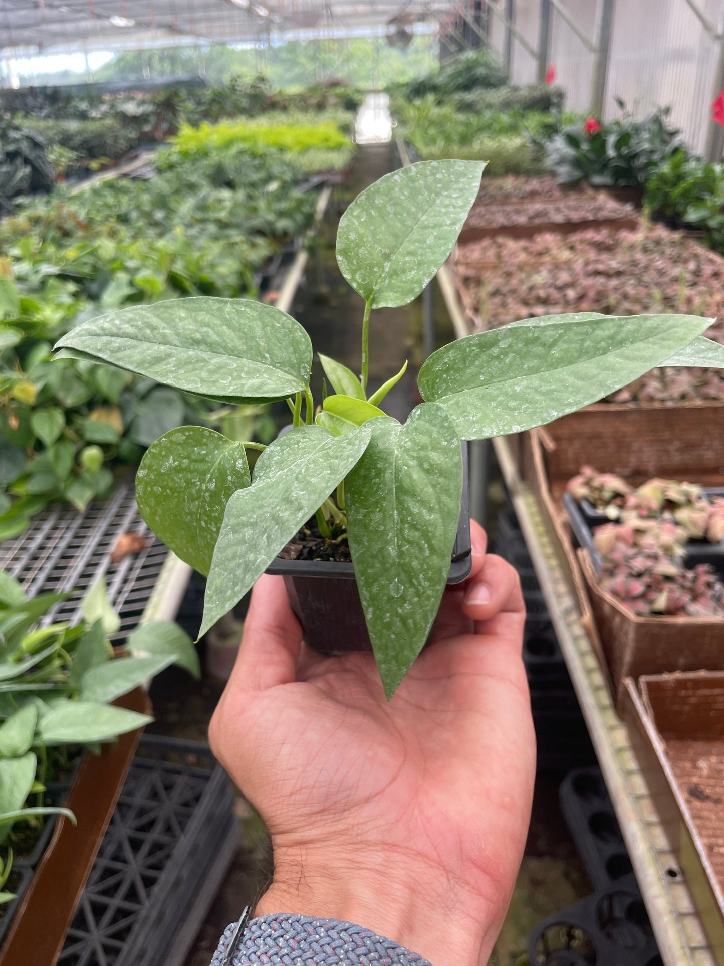 Pothos 'Cebu Blue' potted plant