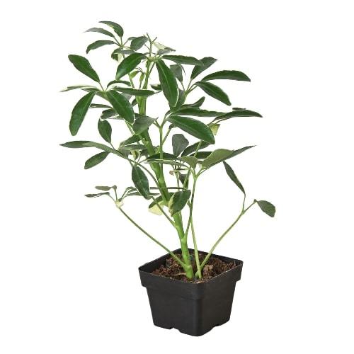Schefflera Moonlight 'Umbrella Plant' potted plant