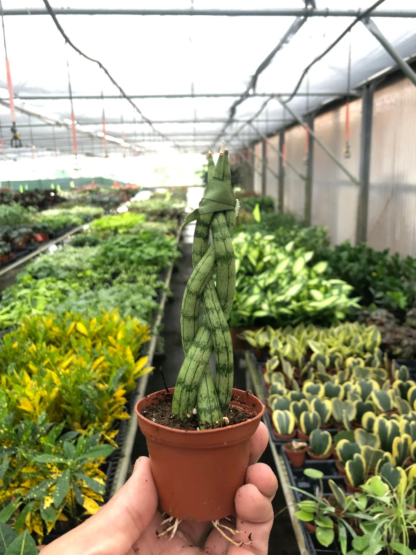Snake Plant Braided 4" potted plant