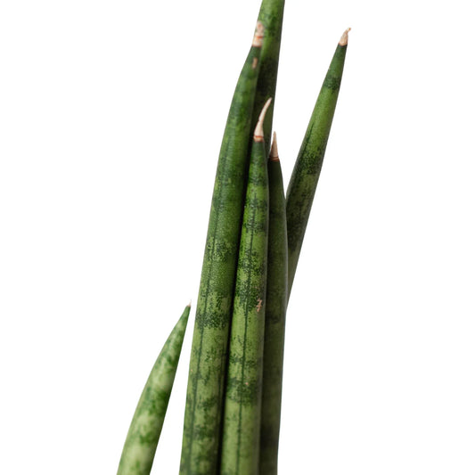 Snake Plant Cylindrica 4" potted plant