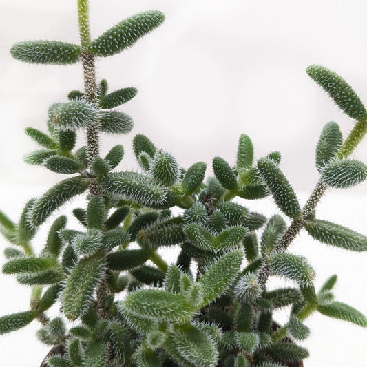 Delosperma echinatum 'Pickle Plant' potted plant