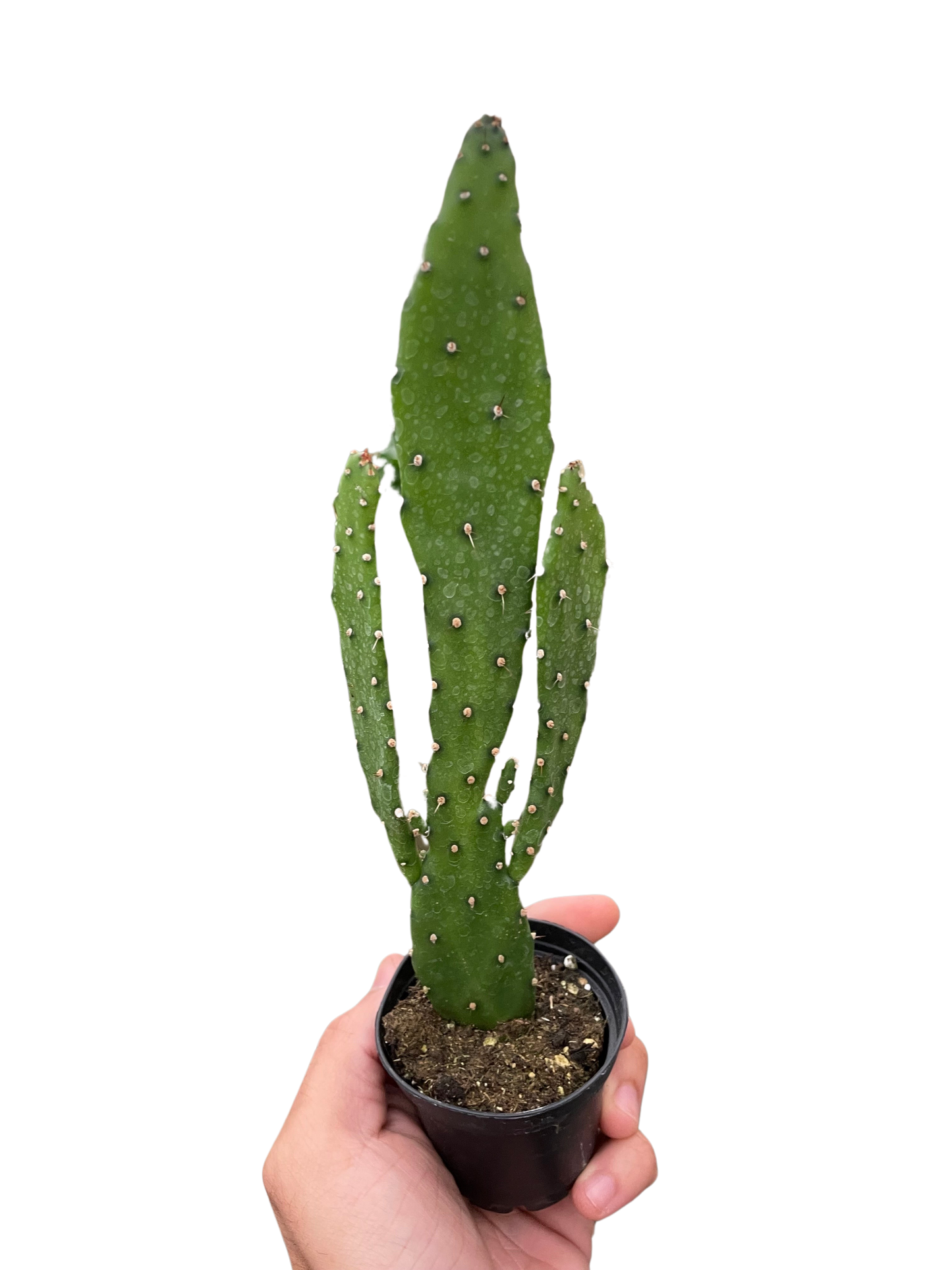 Drooping Prickly Pear Cactus potted plant