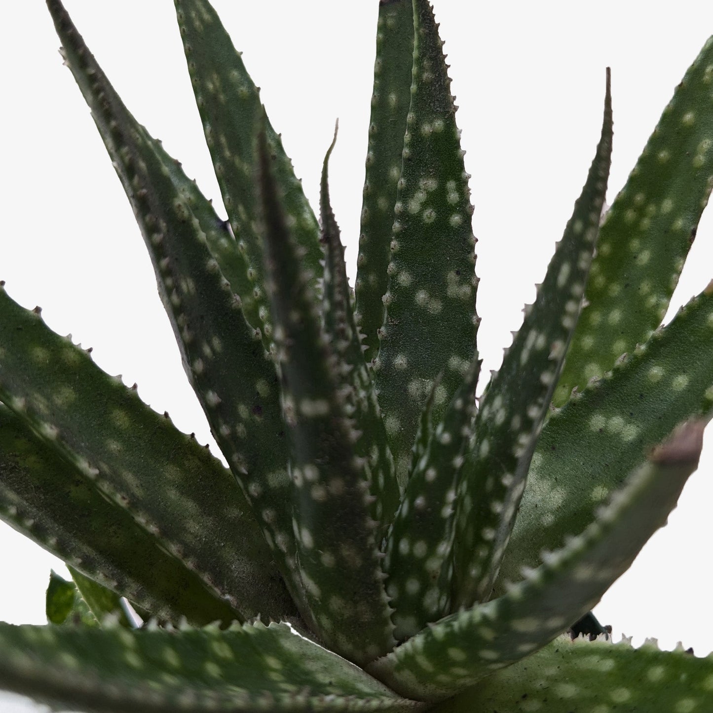 Succulent Haworthia Limifolia potted plant