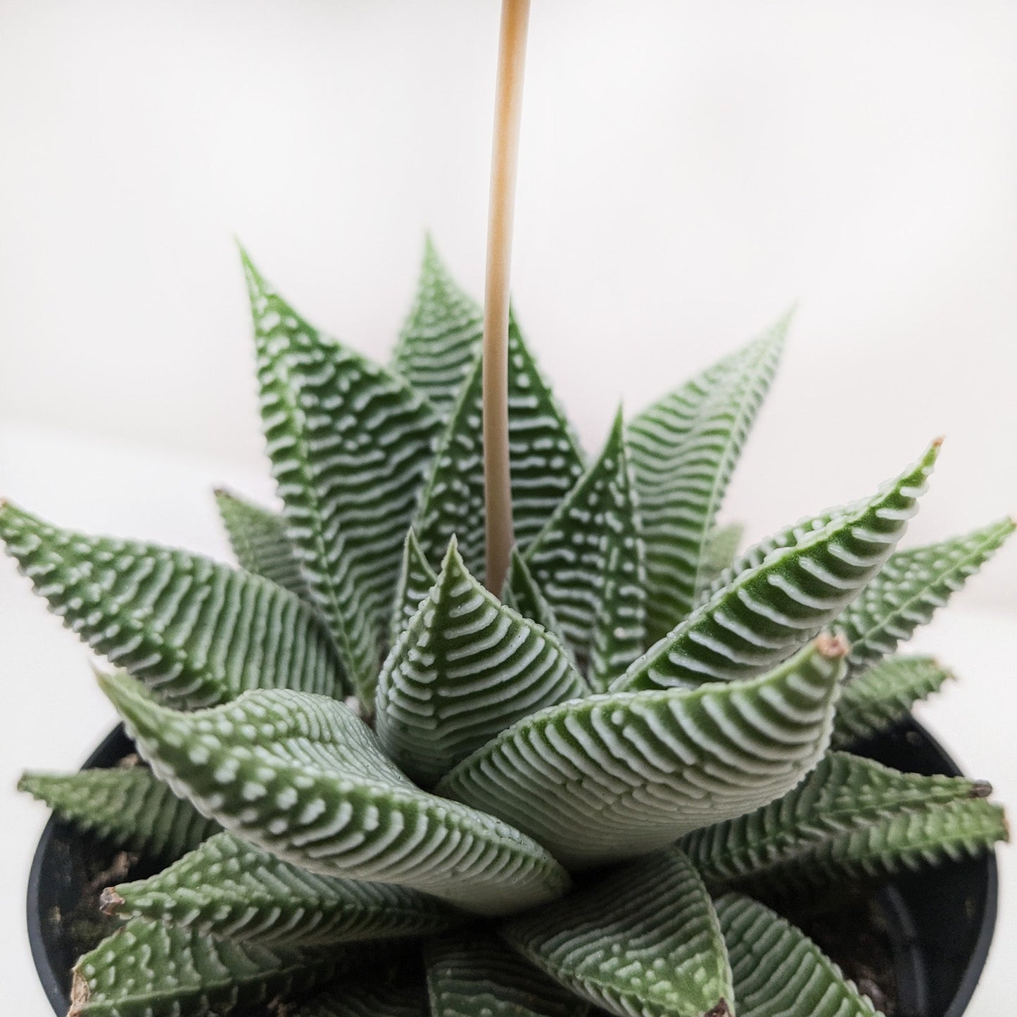 Succulent Haworthia Miami potted plant
