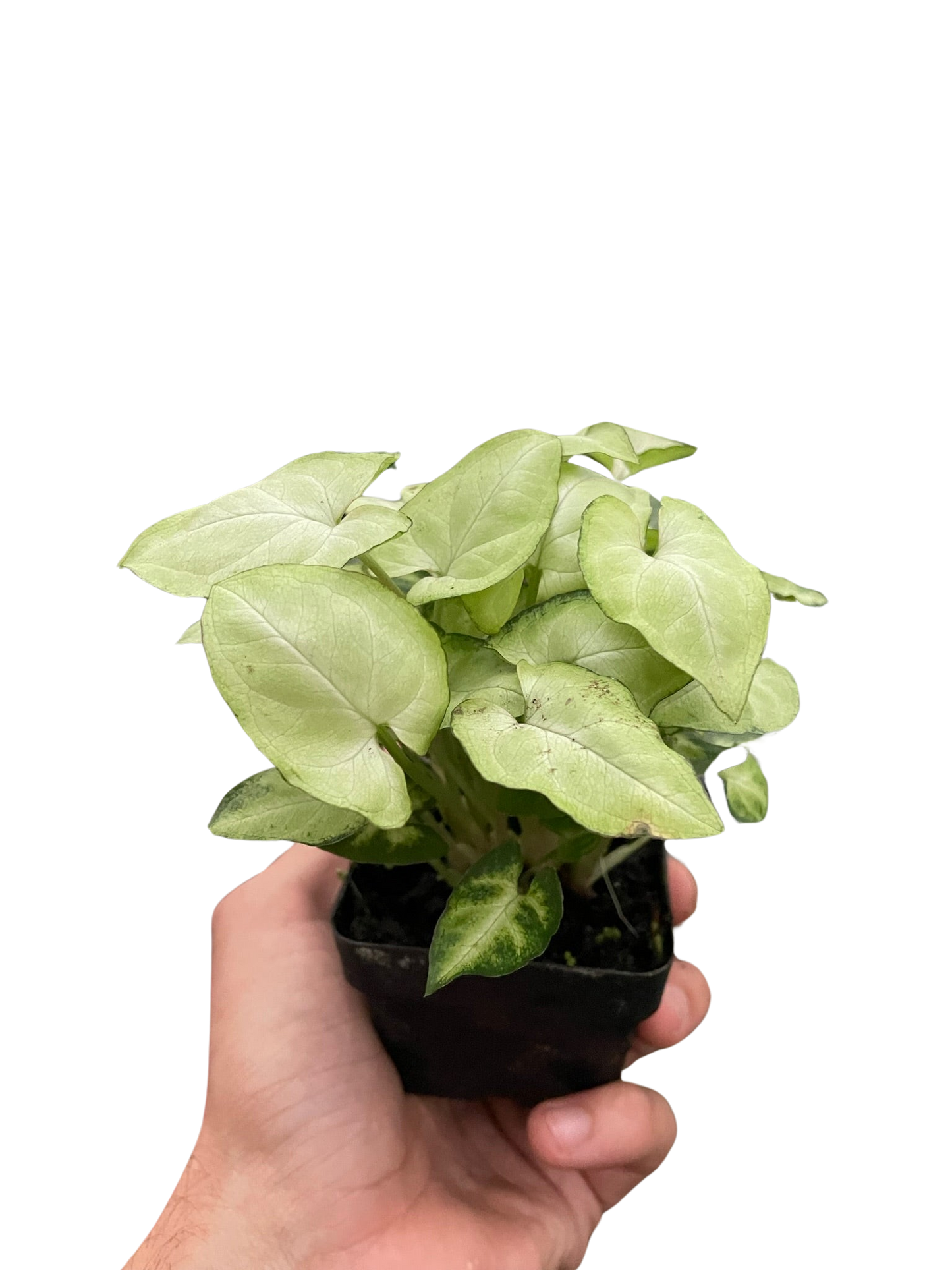 Syngonium 'Moonshine' 4" potted plant