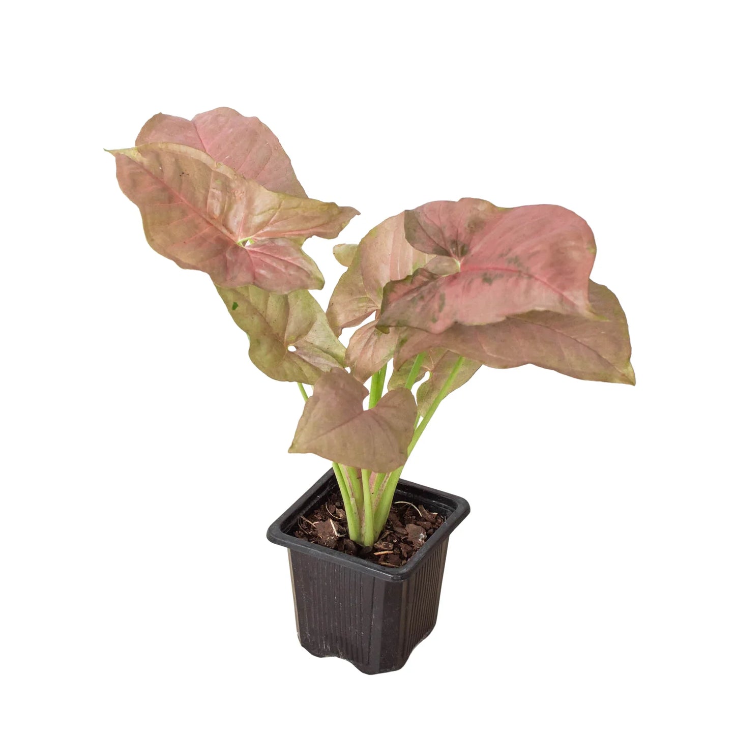 Syngonium Strawberry potted plant