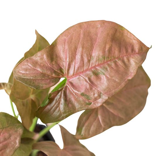 Syngonium Strawberry potted plant