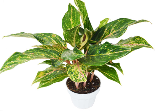 Chinese Evergreen 'Sparkling Sarah' 6" potted plant