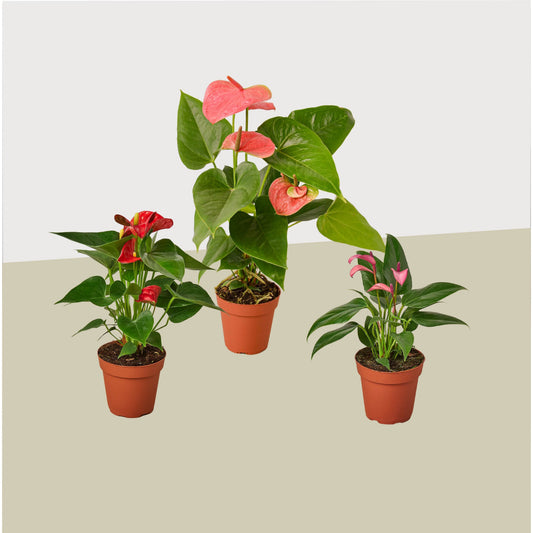 3 Anthurium Variety Pack- All Different Colors 4" potted plant