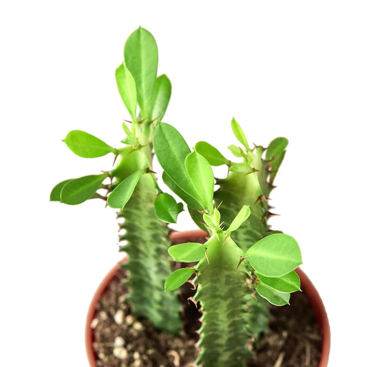 Milkstripe Euphorbia potted plant