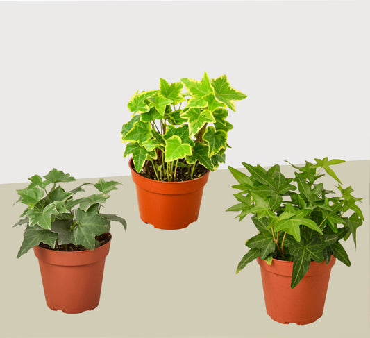 3 Different English Ivy Plants 4" potted plant