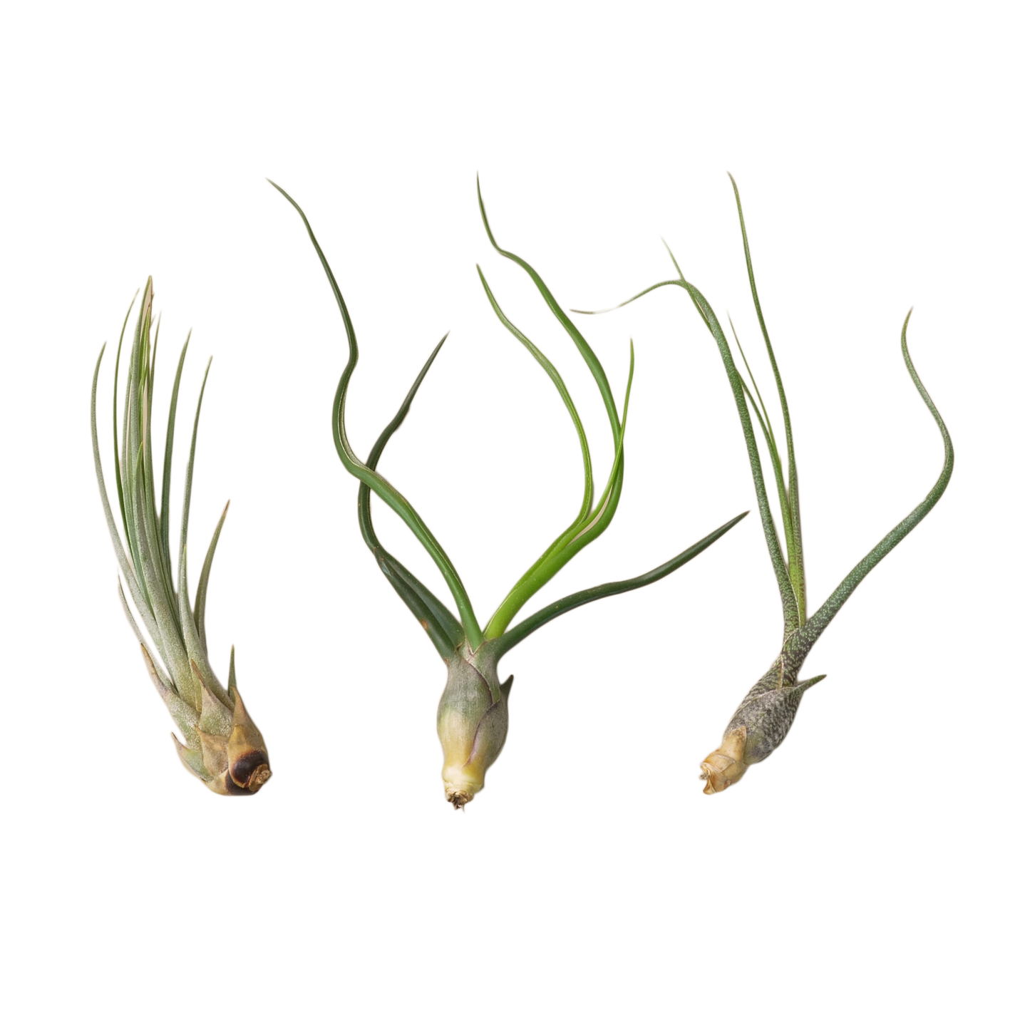 Air Plant Monthly Subscription Box potted plant