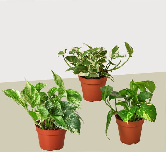 3 Pothos Variety Pack / 4" Pot / Live Plant / Home and Garden Plants 4" potted plant