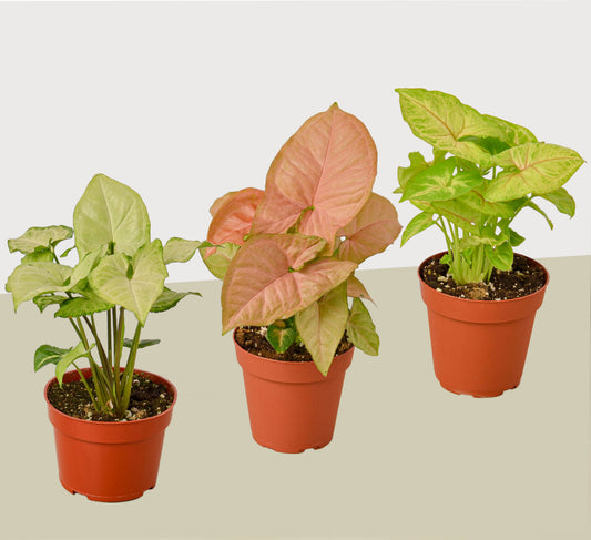 3 Different Syngonium Plants 4" potted plant