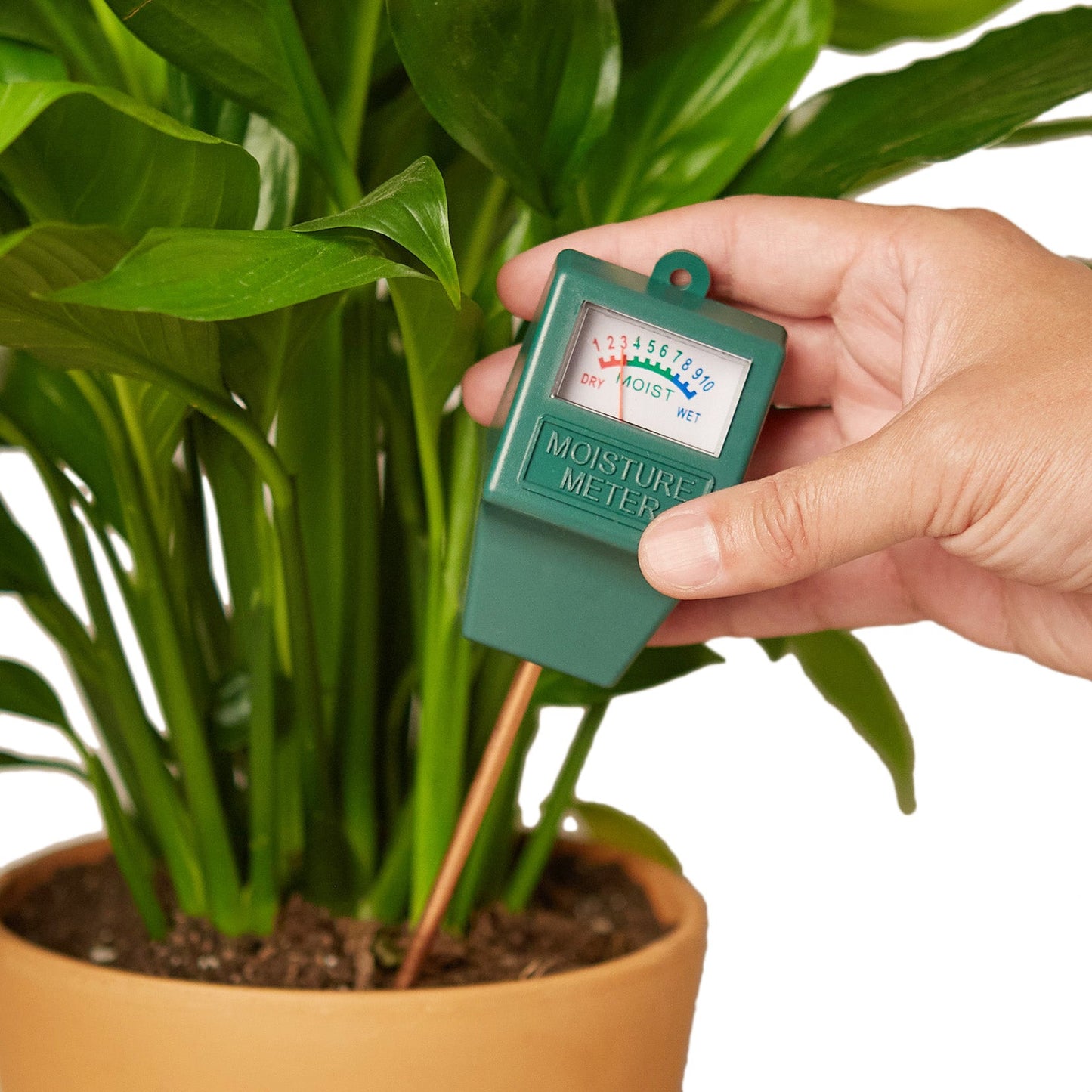 Moisture Meter potted plant