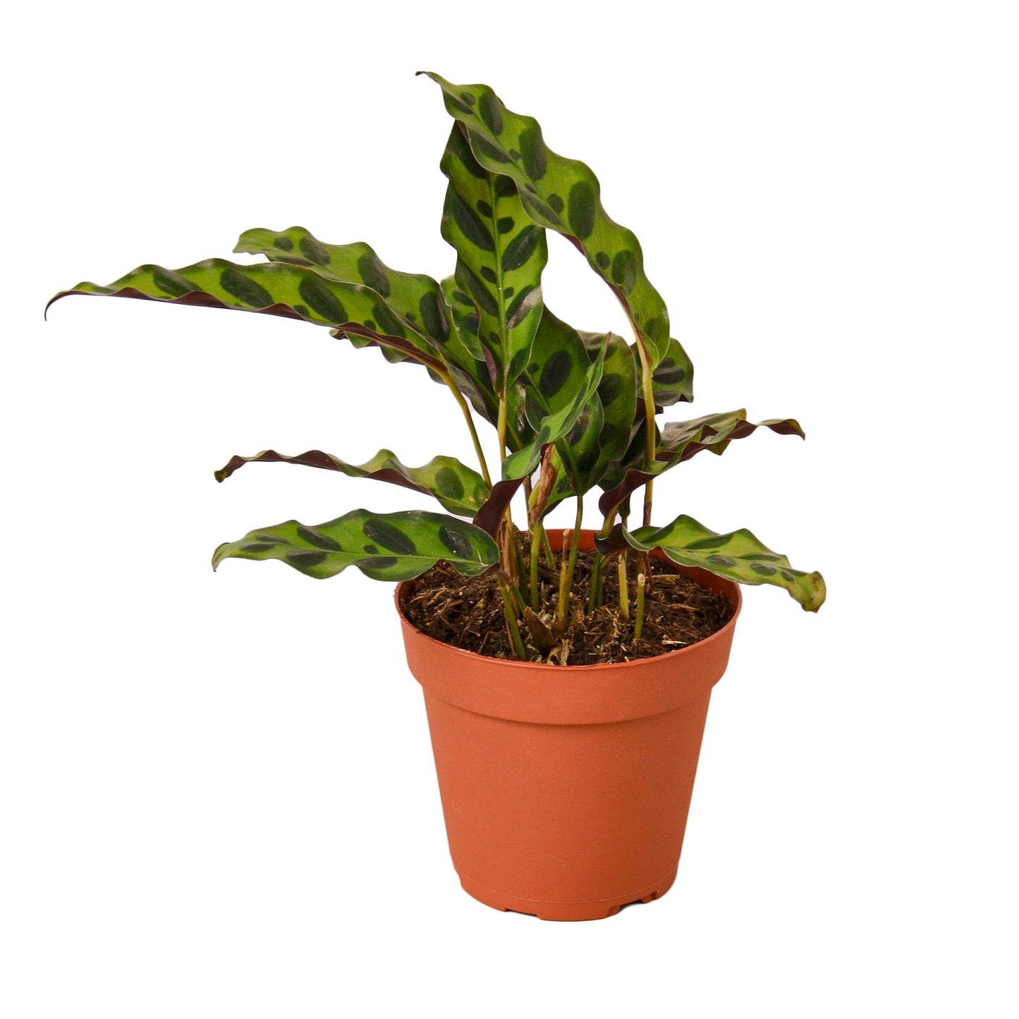 Calathea Lancifolia 'Rattlesnake' 4" potted plant