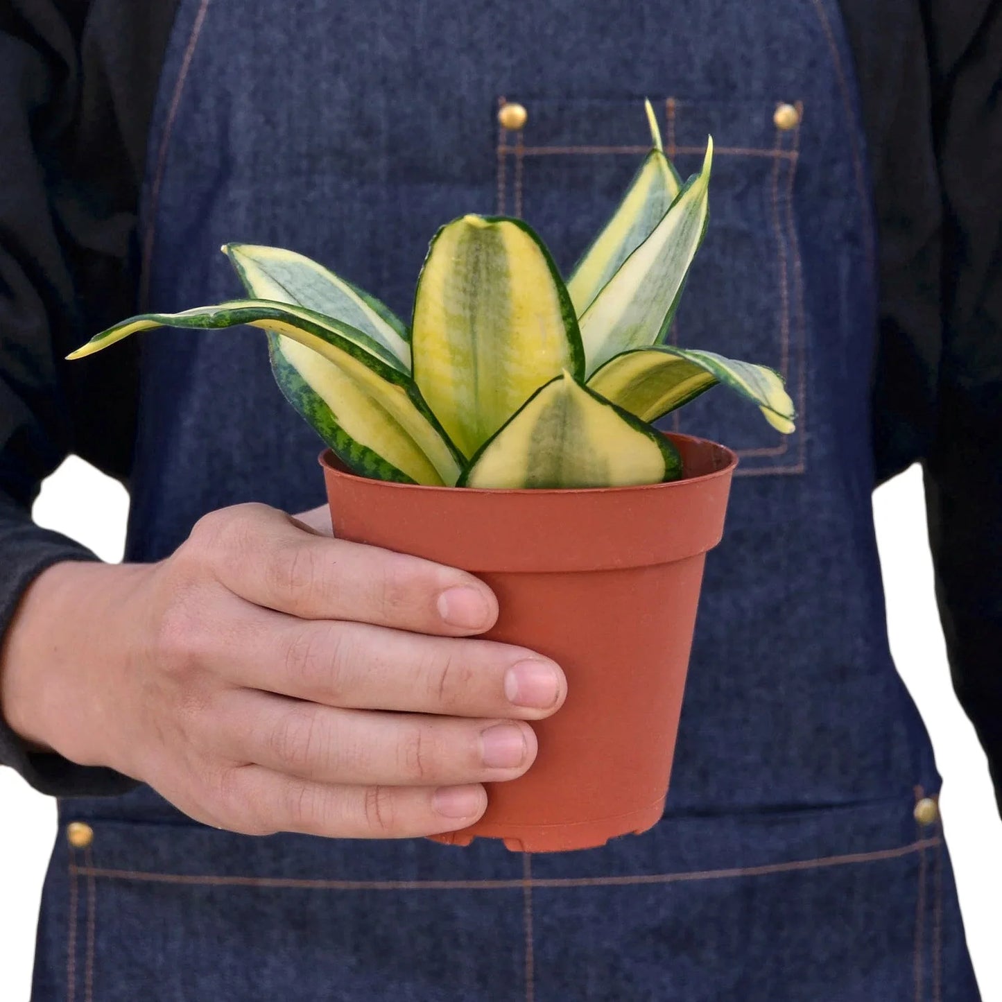 Snake Plant Gold Hahnii potted plant
