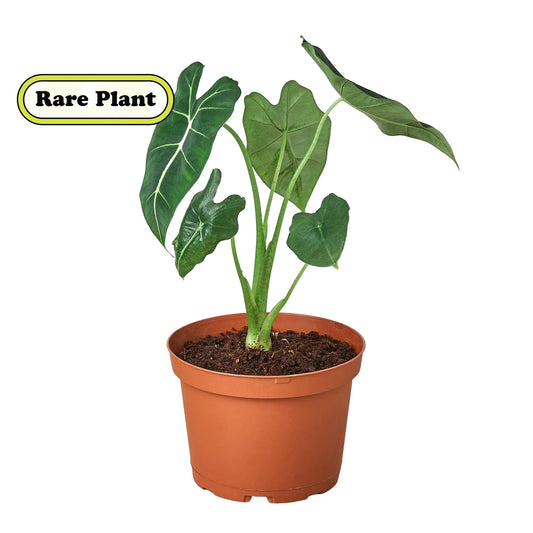 Alocasia Micholitziana 'Frydek' potted plant