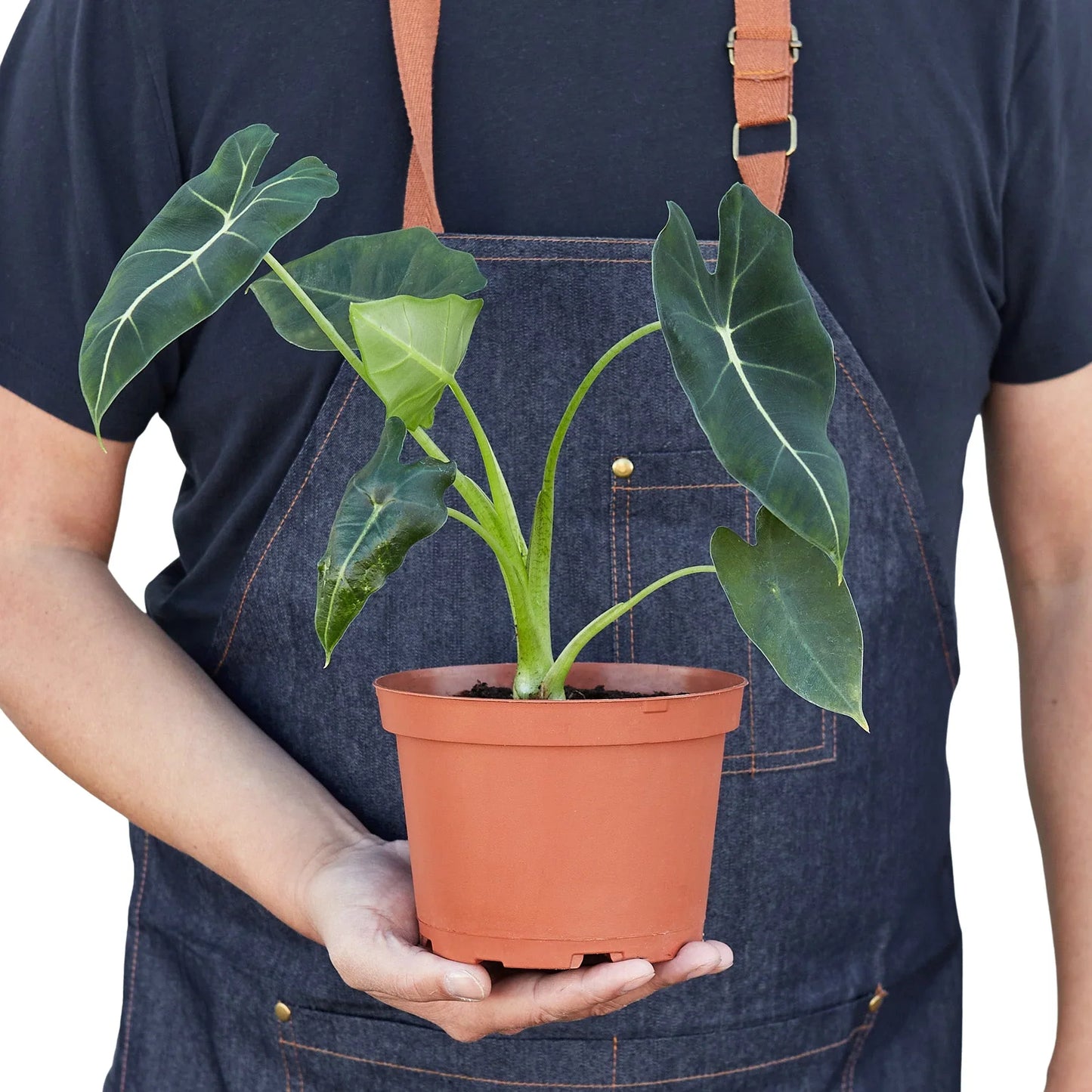 Alocasia Micholitziana 'Frydek' potted plant
