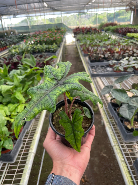 Alocasia 'Jacklyn' potted plant