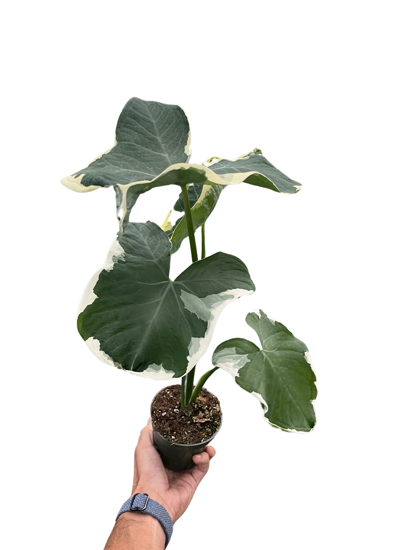 Alocasia 'Mickey Mouse' (Xanthosoma sagittifolium 'Variegatum Monstrosum') potted plant