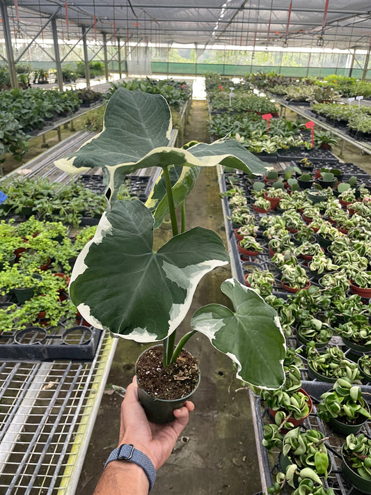 Alocasia 'Mickey Mouse' (Xanthosoma sagittifolium 'Variegatum Monstrosum') potted plant