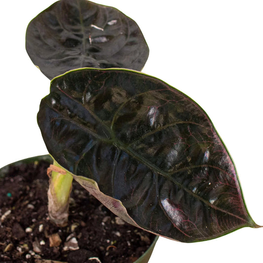 Alocasia 'Red Mambo' 4" potted plant