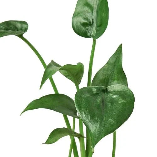 Alocasia 'Tiny Dancer' 4" potted plant
