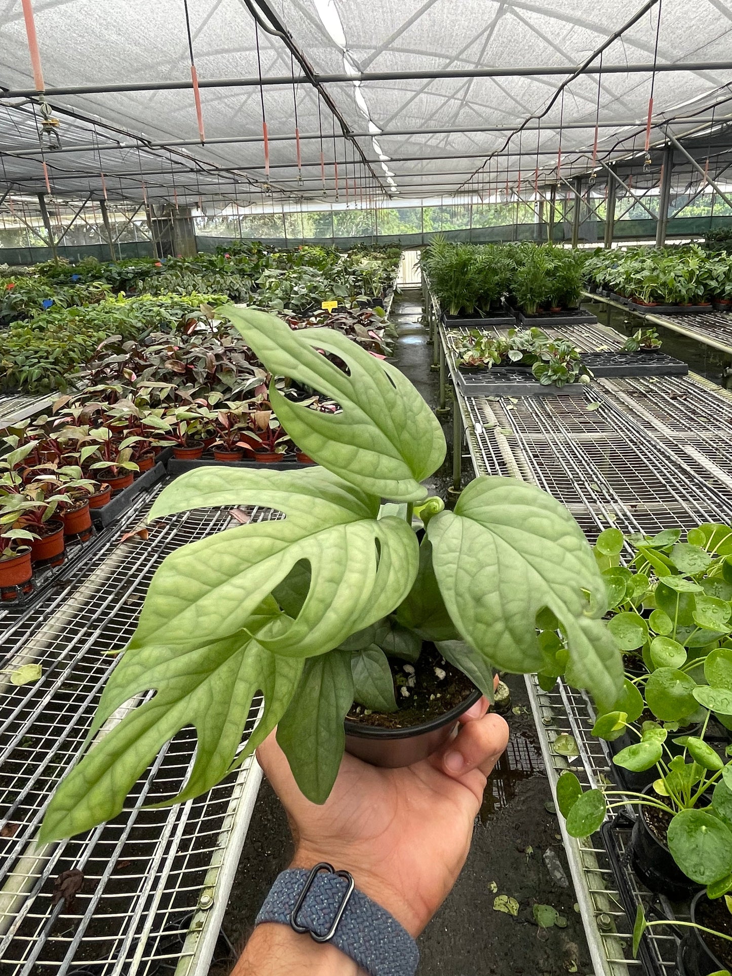 Amydrium 'Silver' potted plant