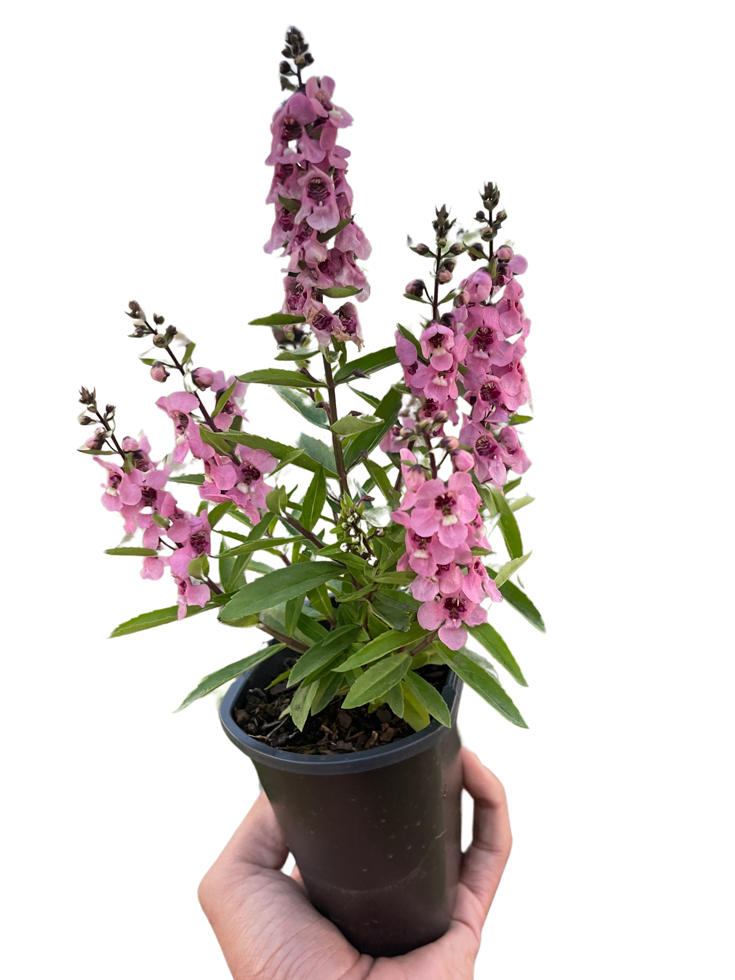 Angelonia potted plant