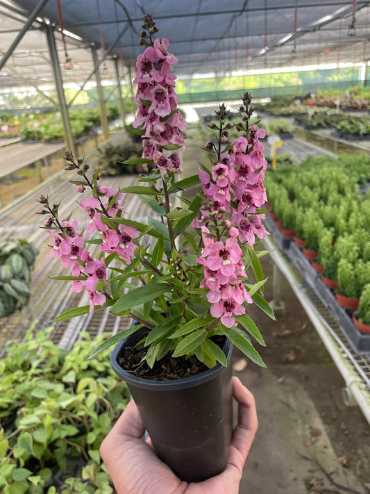 Angelonia potted plant