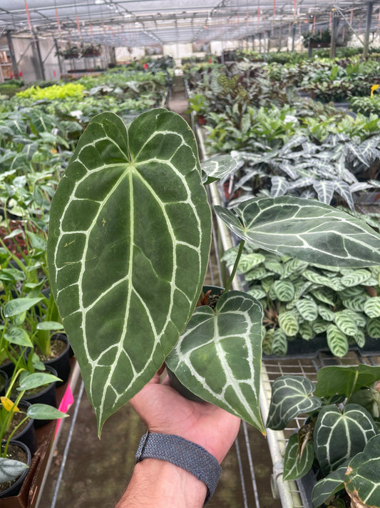 Anthurium Crystallinum potted plant