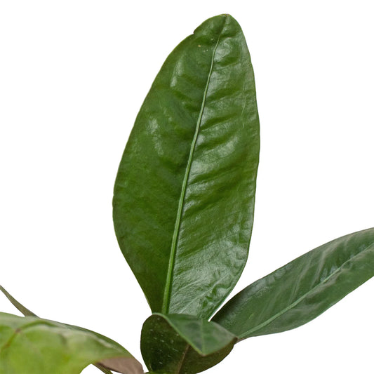 Anthurium 'Superbum' potted plant