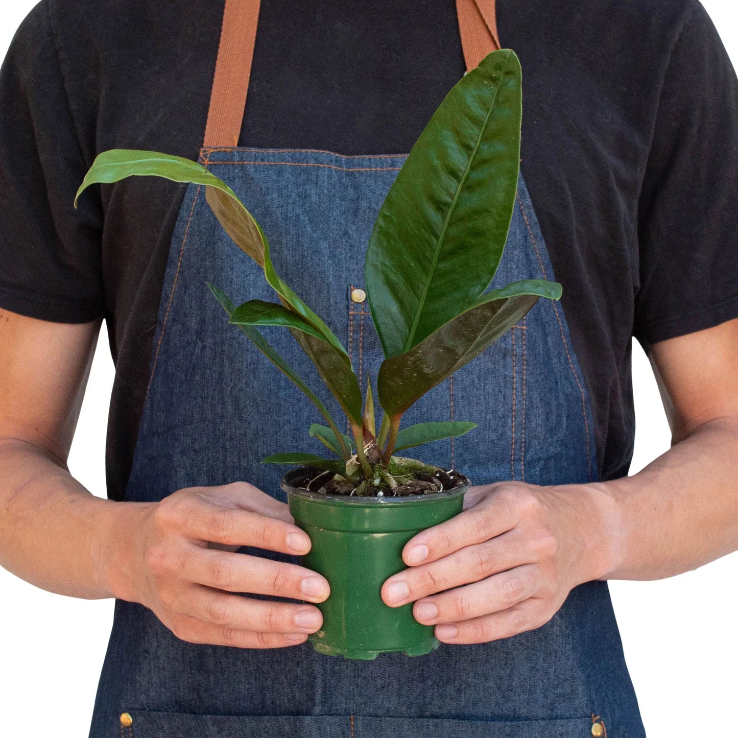 Anthurium 'Superbum' potted plant